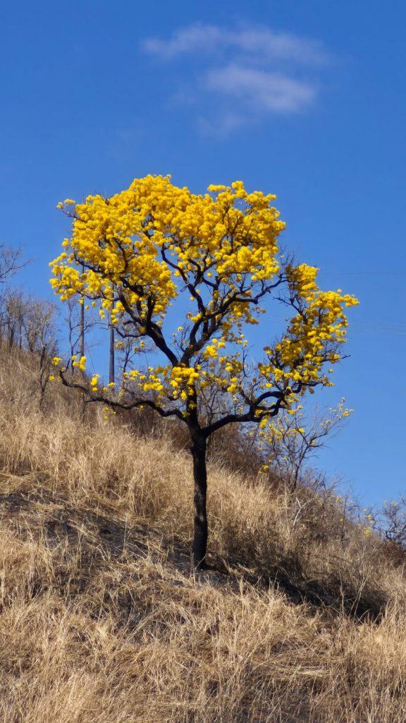 Ipê amarelo sobrevive a incêndio criminoso e se torna símbolo de resistência na Serra da Concórdia