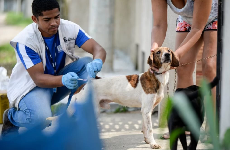 Barra Mansa promove vacinação antirrábica para cães e gatos neste final de semana