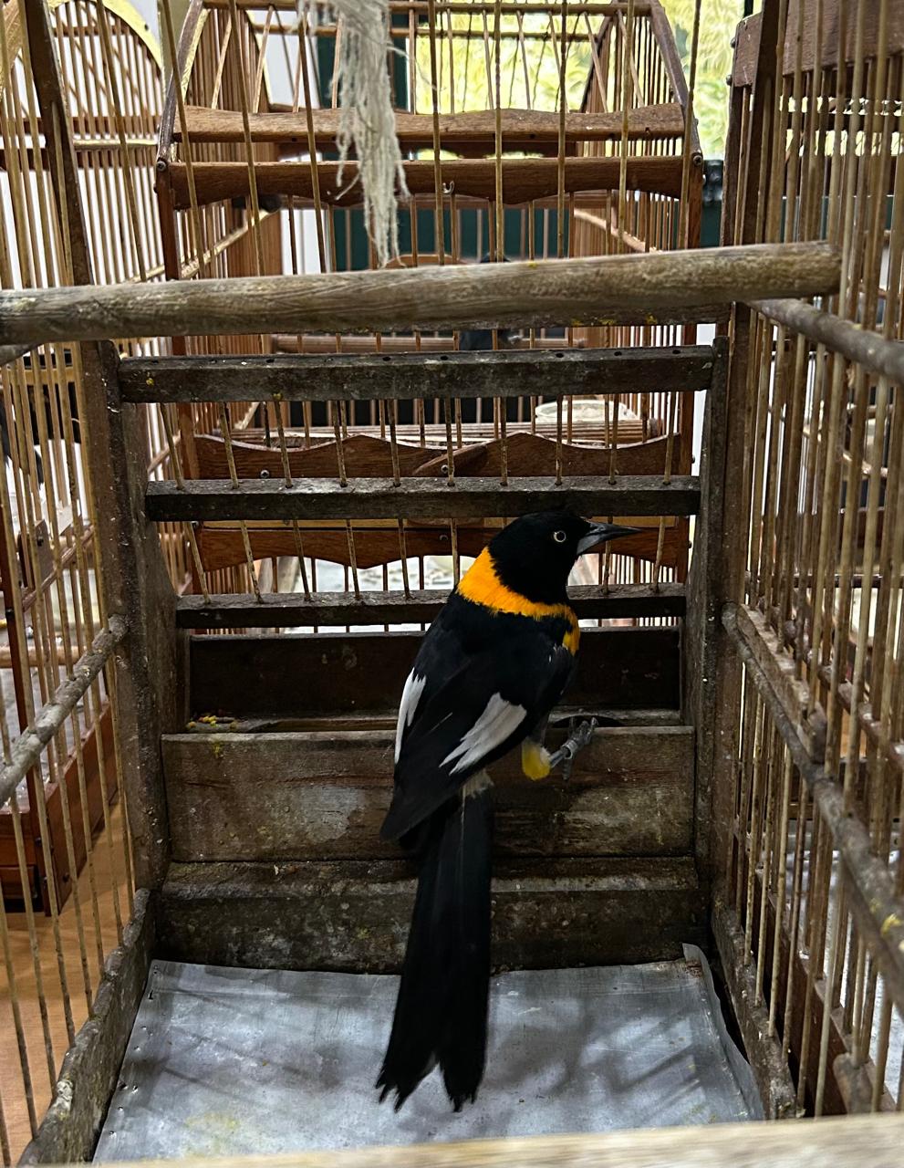 Barra Mansa realiza operação para combater posse ilegal de animais silvestres