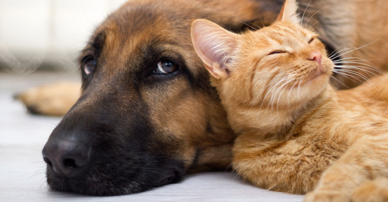 Rio bate recorde histórico de violência contra cães, gatos e cavalos