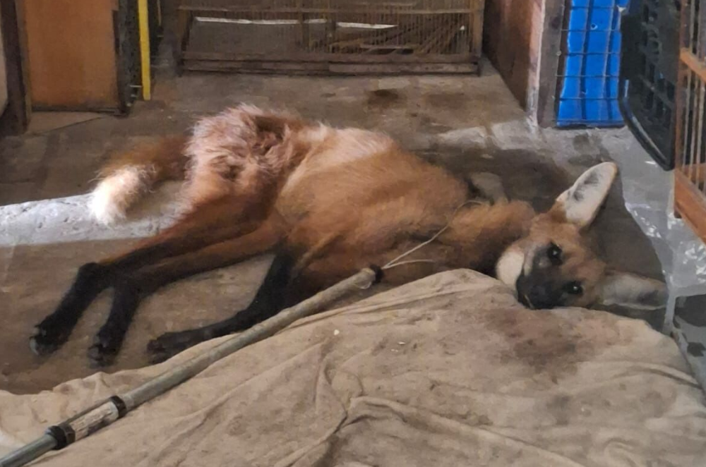 Lobo-guará é resgatado em galeria de águas pluviais em Quatis