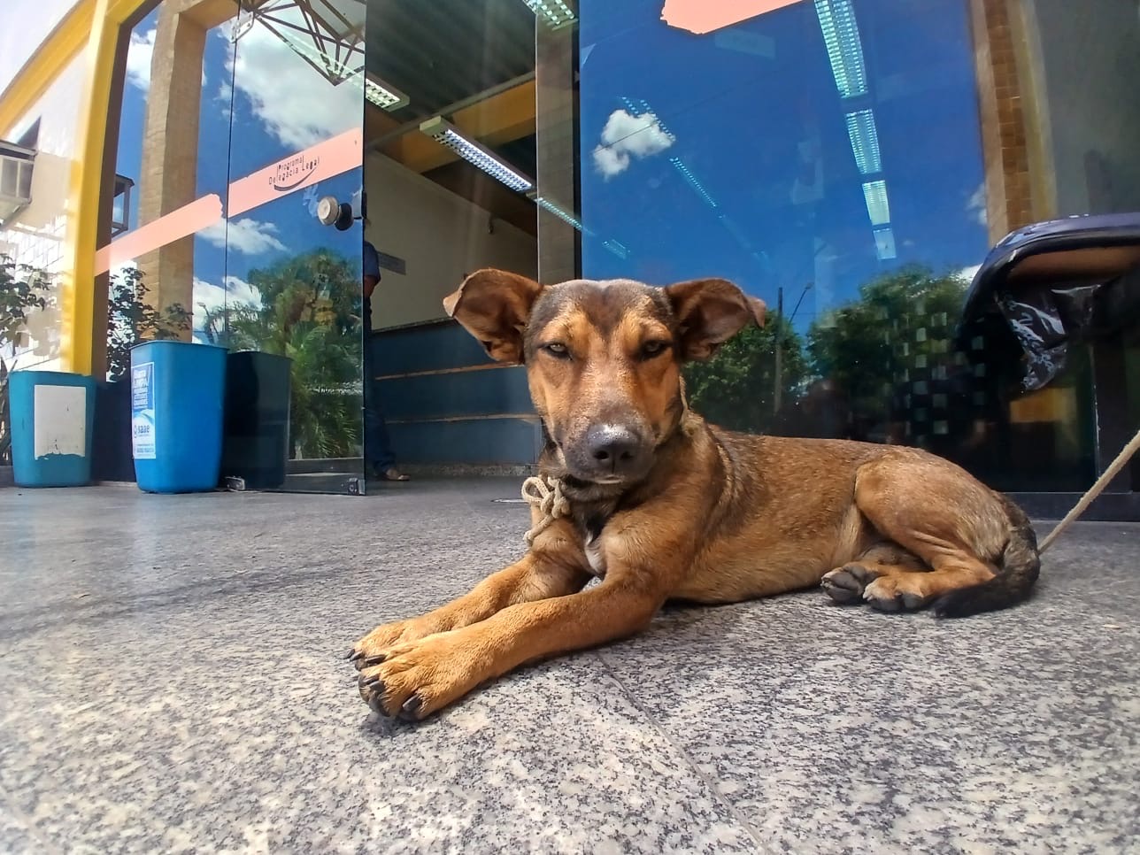 Flagrante de vídeo revela abandono de cão e autor é indiciado em Barra Mansa