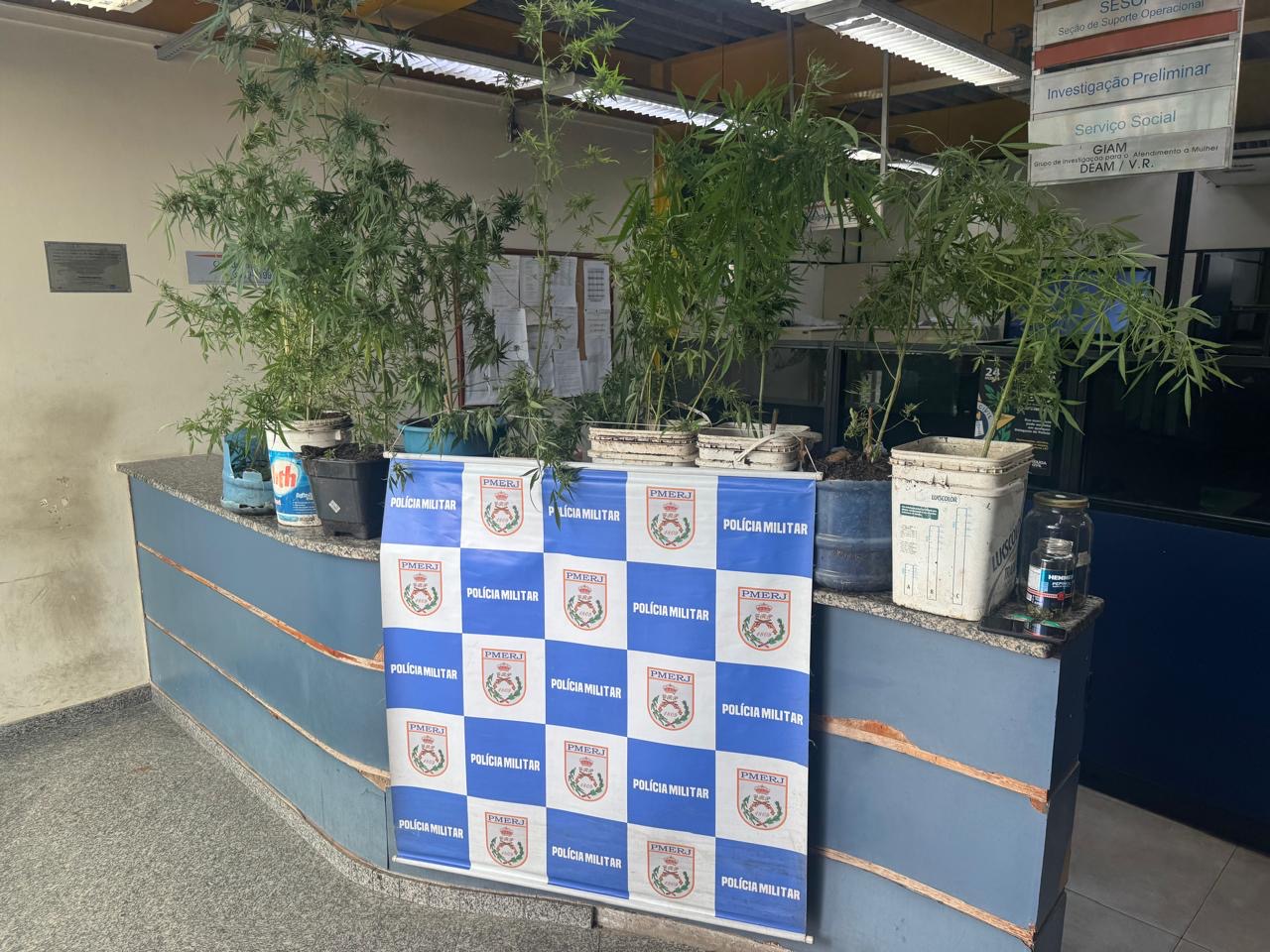 Polícia Militar encontra pés de maconha e apreende drogas durante ação no bairro Goiabal, em Barra Mansa