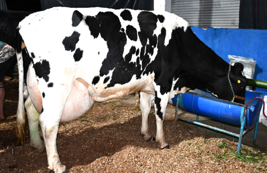 Resende lidera produção de leite no Estado do Rio de Janeiro