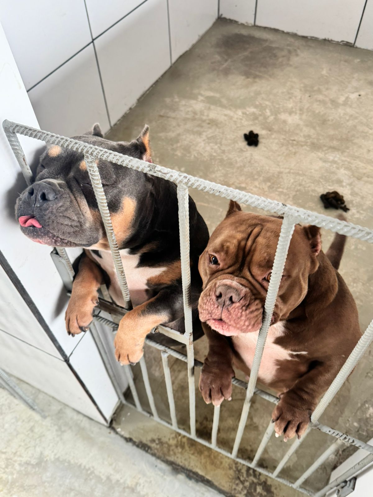 Ação da Prefeitura de Volta Redonda e Polícia Civil fecha canil clandestino e resgata 16 cães da raça American Bully