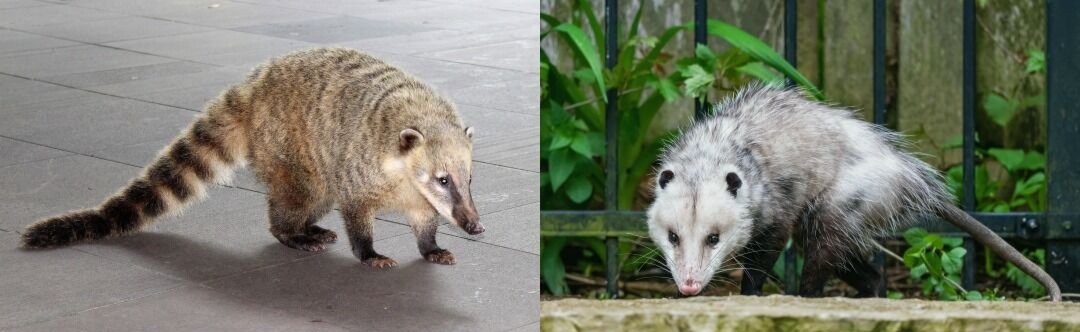 Quatis orienta população sobre como agir ao encontrar animais silvestres