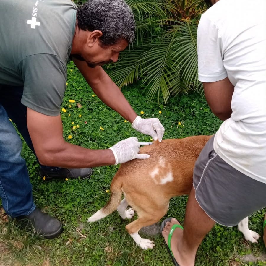Campanha de vacinação antirrábica para cães e gatos começa nesta segunda-feira em Itatiaia