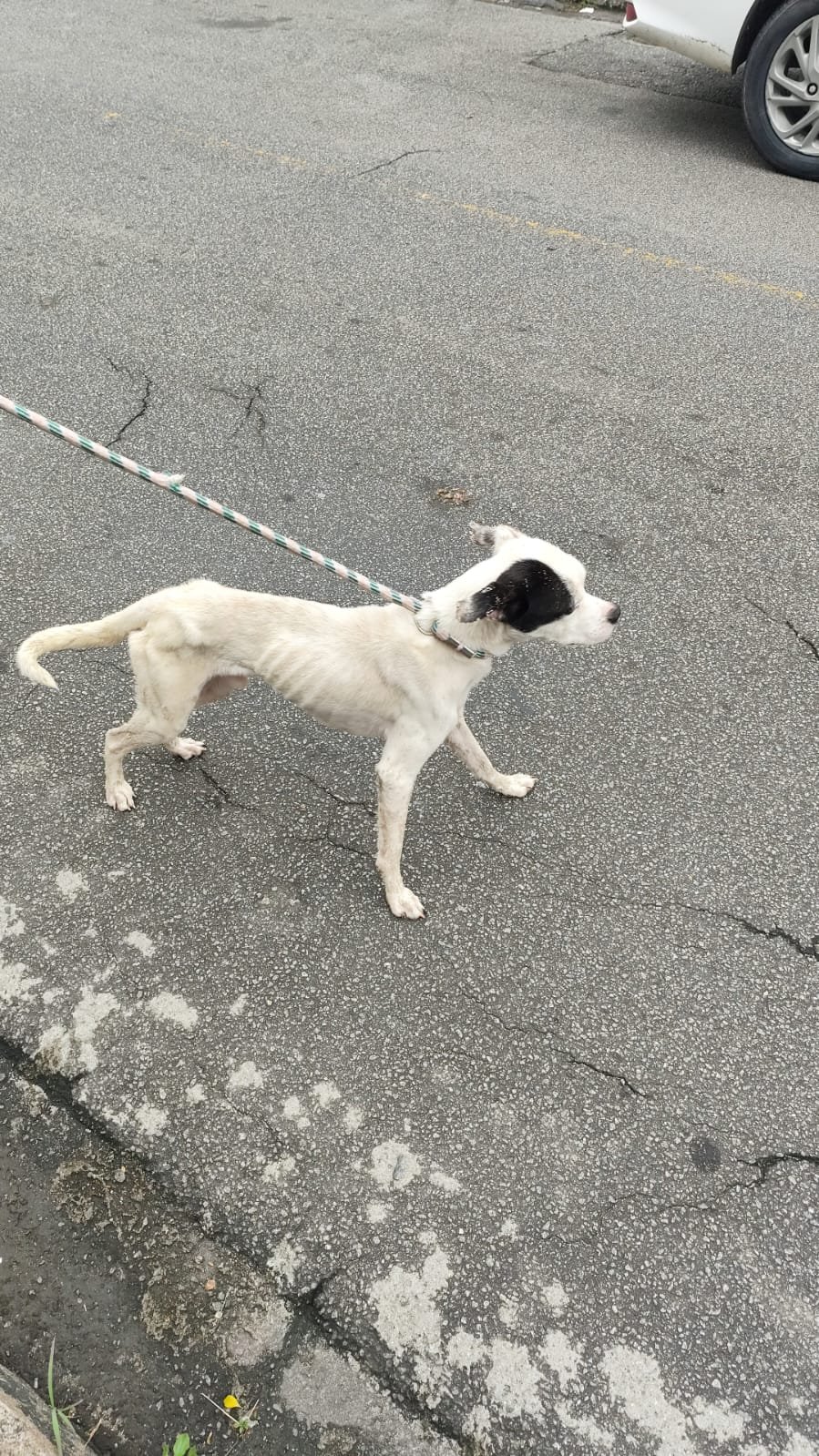 Idosa de 71 anos em situação de vulnerabilidade e cão vítima de maus-tratos são resgatados em Volta Redonda